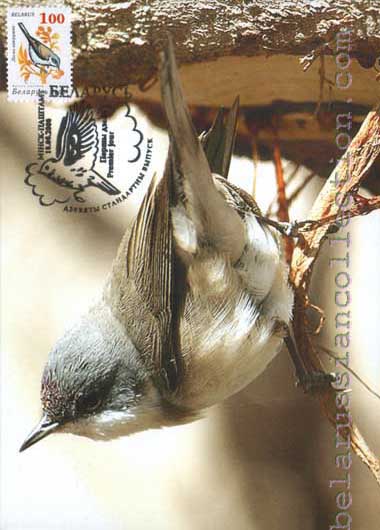 Lesser (Sylvia curruca)